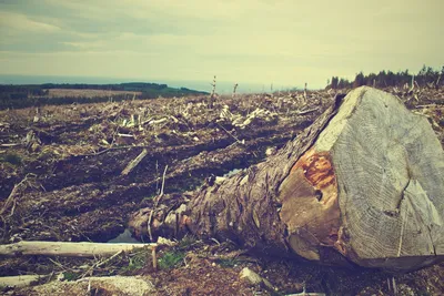 Вырубка лесов: как система Global Forest Watch помогает с ней бороться — ШЭР