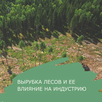 Вырубка лесов убивает жизнь: социальная реклама в защиту животных и природы  » Vegan