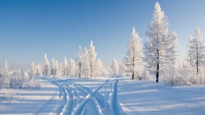 белой березы зимой в инее, зимняя красавица фото высокого качества | ФОТО  ПРИРОДЫ | Постила
