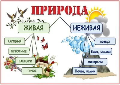 Взаимосвязь объектов живой и неживой природы картинки