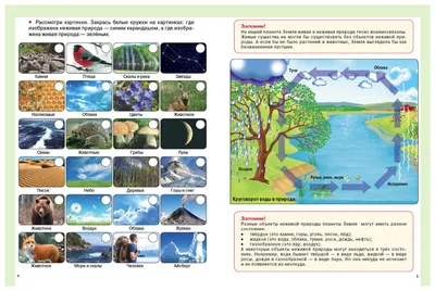 Окружающий мир 3-4 класс: объекты живой и неживой природы, примеры и  задания для самопроверки