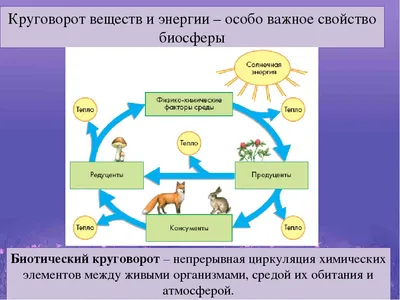 Связь живой и неживой природы (48 фото) - 48 фото