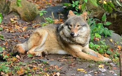 Клариса Пінкола Естес Та, що біжить з вовками.: 212 грн. - Книги / журнали  Львів на Olx