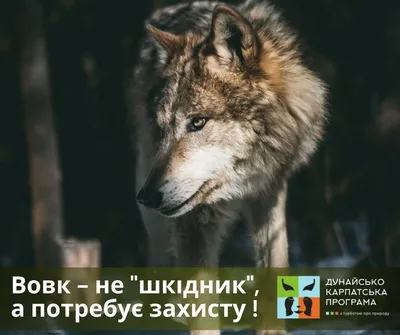 WoMo-книга: «Жінки, що біжать з вовками. Жіночий архетип у міфах та  легендах»