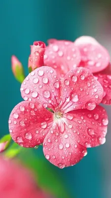 Красиви цветя с роса Свали Безплатно Тапети за телефони