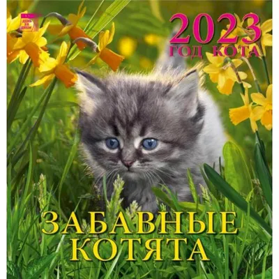 Календарь Год кота. Забавные котята, на 2023 год купить в DomKnigi в Европе