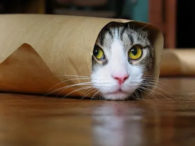 Забавные мгновения с кошками: 15 смешных фотографий, которые поднимут вам  настроение! | Все про кошек | Дзен
