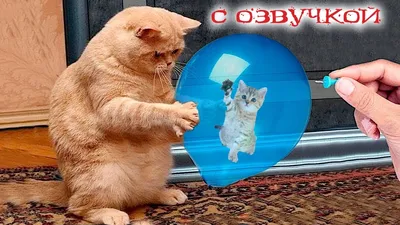 Приколы с котами с озвучкой! Смешные коты! Смешные животные 2023! funny  animals! - YouTube