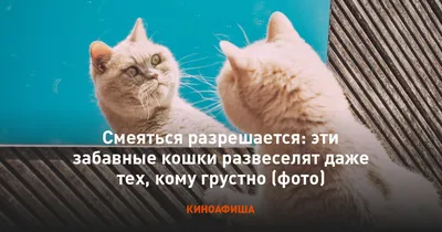 кЛ1 Лк. V / забавные животные :: животные реактора :: котэ (прикольные  картинки с кошками) / смешные картинки и другие приколы: комиксы, гиф  анимация, видео, лучший интеллектуальный юмор.