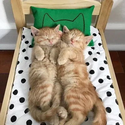 Забавные кошки на кукольных кроватках