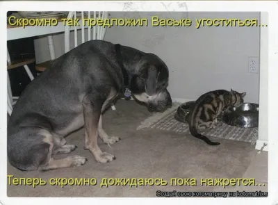 Vinatge забавные японские тату-постеры с котами и принты, холст, картина  Ukiyo e Playing Cats, настенное искусство для гостиной, домашний декор –  купить по низким ценам в интернет-магазине Joom