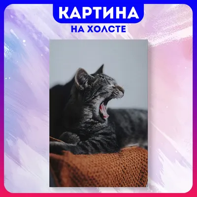 Забавные коты | Пикабу