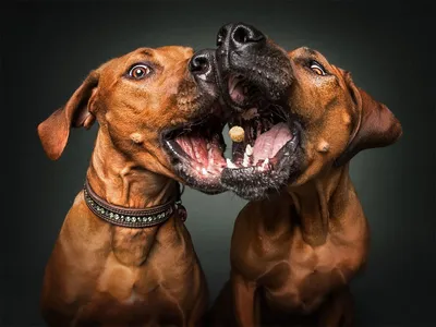 Забавные эмоции собак, которые ловят лакомства (19 фото) » Картины,  художники, фотографы на Nevsepic