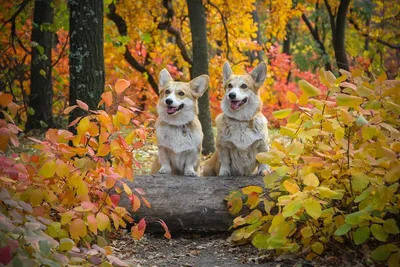 10/30/50 шт. забавные животные кошка собака мем наклейки эстетические  мультяшные наклейки декоративные канцелярские дневник ноутбук дети шутка  наклейка игрушка | AliExpress