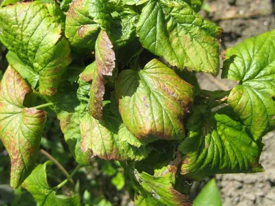 Болезни смородины и борьба с ними - Agro-Market