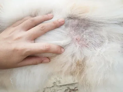 Заболевания кожи у собак 