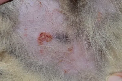 Бактериальная инфекция кожи у собак: пиодермии - Кожа вашей собаки - Дуксо  S3 RU