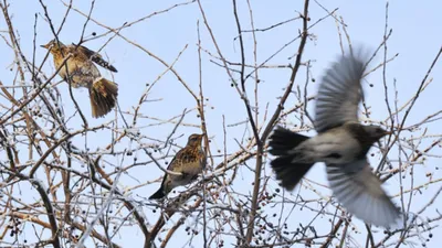Задачи на долгосрочный проект птицы омска и омской области картинки