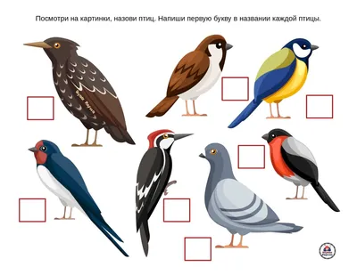 Лэпбук «Зимующие птицы» для старшего дошкольного возраста (16 фото).  Воспитателям детских садов, школьным учителям и педагогам - Маам.ру