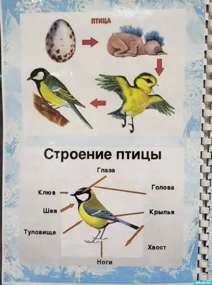 Заняття з ознайомлення з природою за темою "Пернаті друзі взимку"