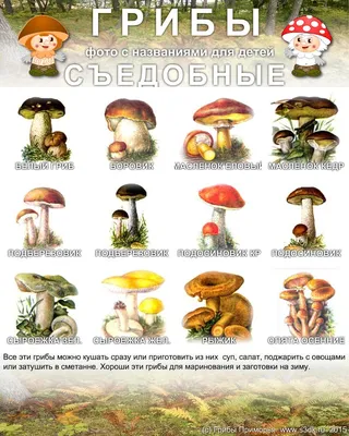 №6 Мини-книга «Загадки про грибы»: 17 страниц