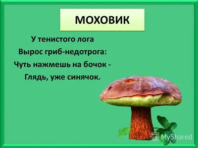 Открытый урок биологии на тему "В царстве грибов". 5-й класс