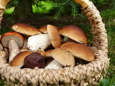 Загадки про грибы (подборка) | Грибы: собираем, готовим, едим | Дзен