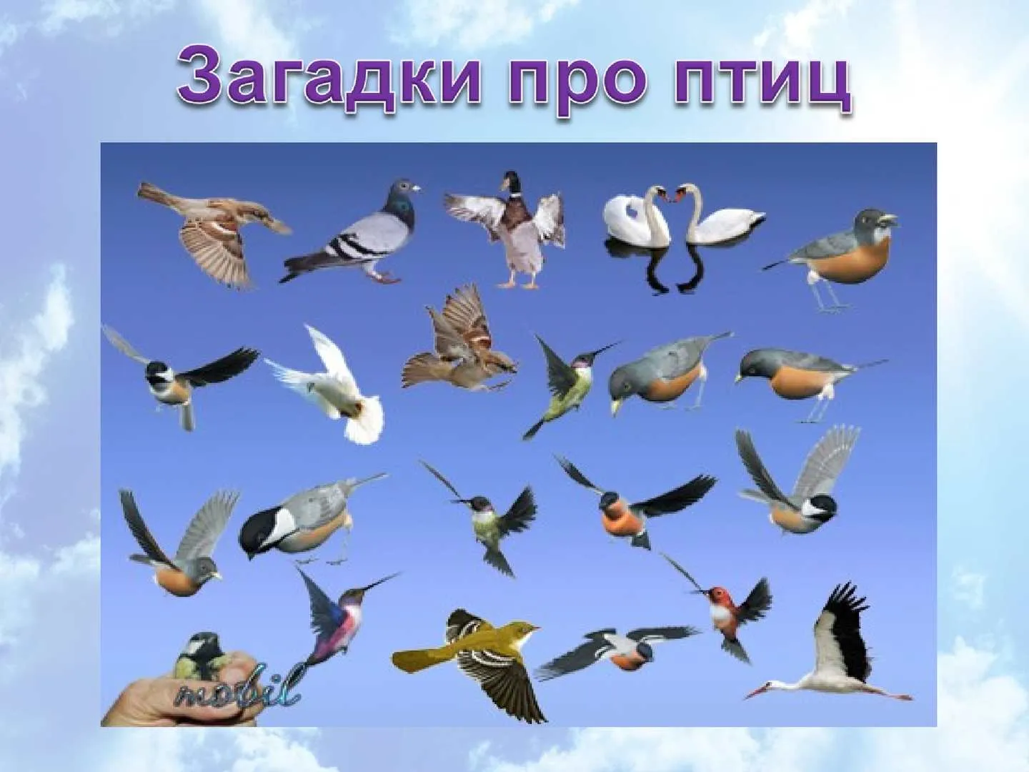 Фото перелетных птиц для детей. Перелетные птицы. День птиц загадки. Птицы слайд. День перелетных птиц презентация.