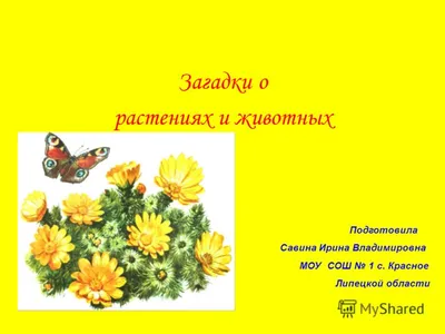 Загадки - ядовитые растения (Галина-Анастасия Савина) / Проза.ру