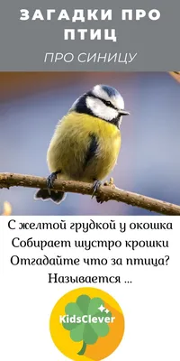 Загадки о природе» — МБУ Библиотека Первомайского Сельского Поселения