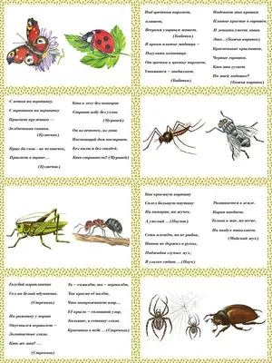 Загадки про насекомых картинки