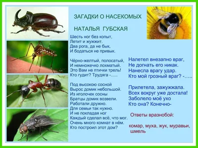 загадки про насекомых | Насекомые, Для детей, Лэпбук