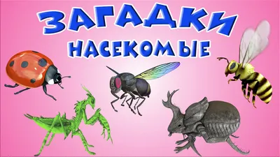 Загадки Насекомые Для детей Учим насекомых Насекомые мультик Развивающие  мультики | Занимательный досуг | Дзен