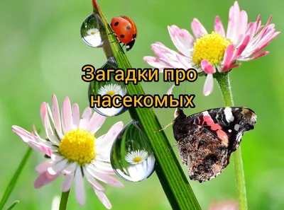 Загадки о насекомых и простейших животных - Николай Николаевич Бутенко -  Интернет магазин книг  - купить книги в Чернигове, Украине |  цены, отзывы