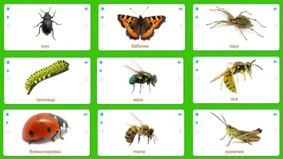 Загадки про насекомых для детей 6-7 лет с ответами – простые развивающие  загадки » *Всегда праздник!*