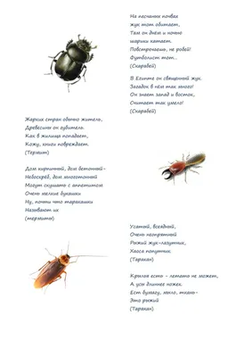 Загадки про насекомых - online presentation