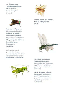 №41 Мини-книга «Загадки про насекомых»: 20 страниц
