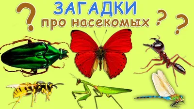 100 загадок про насекомых: изучаем маленьких букашек