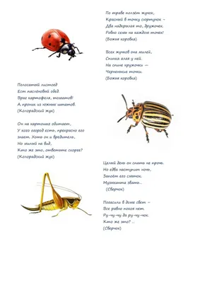 Загадки о насекомых