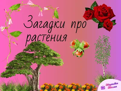 183 загадки про растения: изучаем природу с детьми