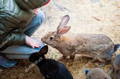 Новогодняя упаковка кролик — купить по низкой цене на Яндекс Маркете