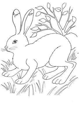 Раскраски для детей Заяц | Coloring pages, Rabbit colors, Animal embroidery