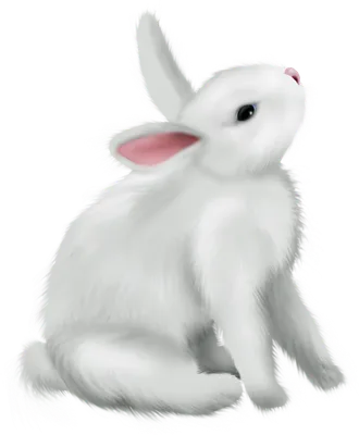 Download PNG Fluffy white rabbit - Free Transparent PNG