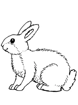 Потемкина Галина карандашный рисунок анималистика зайчик кролик заяц рисунок  зайца кролика | Рисунки, Рисунок, Кролик