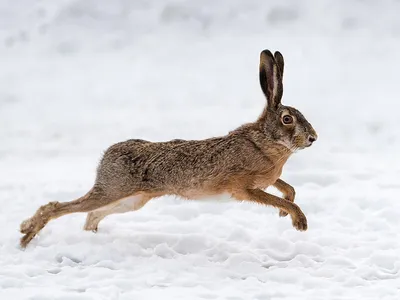 Заяц-русак (Lepus europaeus) — Зоопарк «Лимпопо» г. Нижний Новгород –  Нижегородский зоопарк