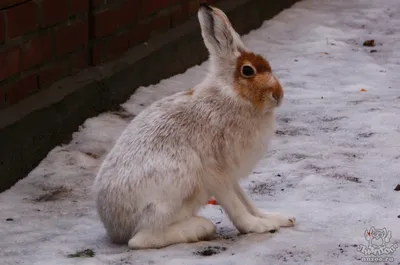 Заяц-русак (Lepus europaeus) — Зоопарк «Лимпопо» г. Нижний Новгород –  Нижегородский зоопарк