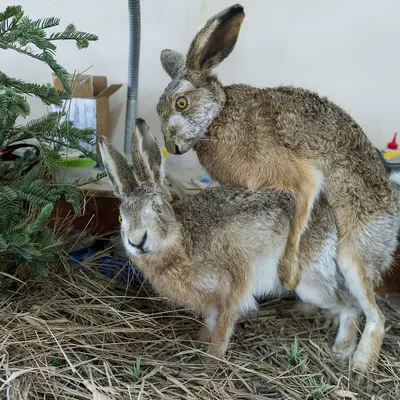 🐇 Охота на зайца (беляка, русака) - способы и сезон открытия - GetHunt