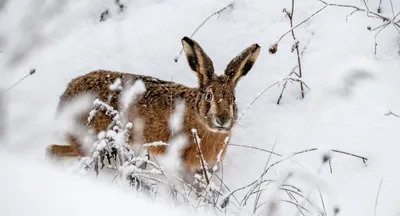 Заяц-русак (лат. Lepus europaeus)