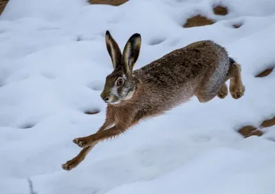 Заяц русак. European hare. Zajac. Tv -1/250 Av - 9 ISO -100 F-180 mm.  Архивное фото. . . . . #зайчик #фотомодель #дикиймирживотных… | Instagram