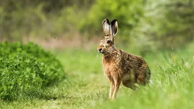 Заяц-русак (Lepus europaeus)